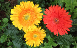 Botanical Gardens